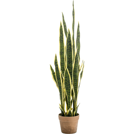 Sansewieria 97 cm