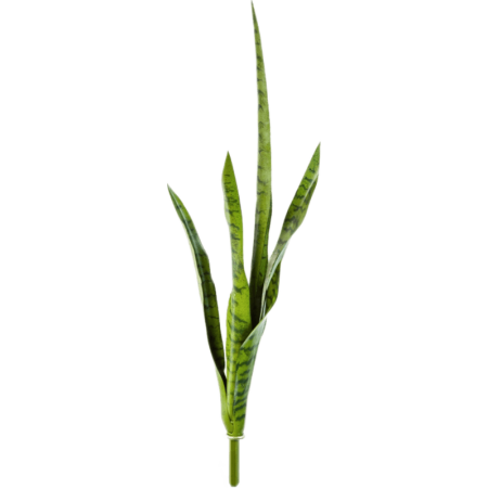 Sansewieria 81 cm pik