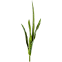 Sansewieria 81 cm pik