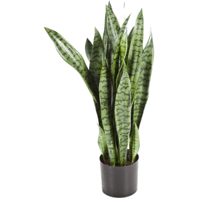 Sansewieria 80 cm