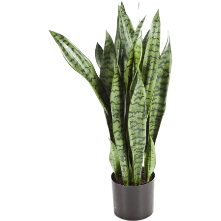Sansewieria 80 cm