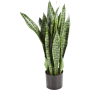 Sansewieria 80 cm