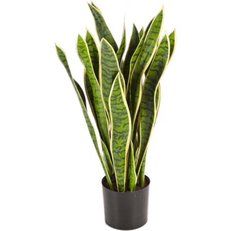 Sansewieria 93 cm