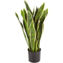 Sansewieria 93 cm