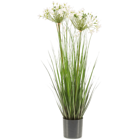 Agapant Afrykański 80 cm