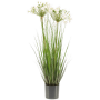 Agapant Afrykański 80 cm