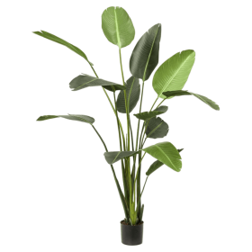 Strelicja 190 cm