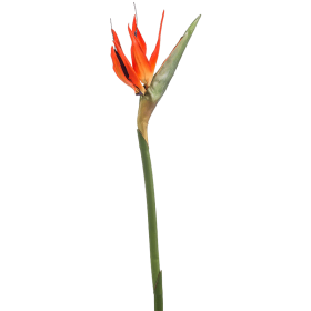 Strelicja kwiat 85 cm