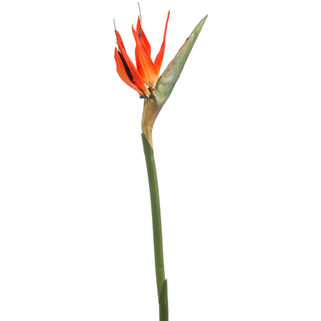 Strelicja kwiat 85 cm