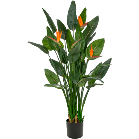Strelicja 150 cm