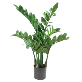 Zamioculcas 70 cm