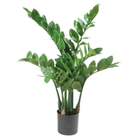 Zamioculcas 70 cm