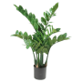 Zamioculcas 70 cm