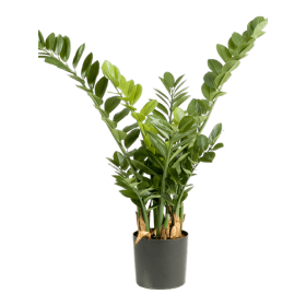 Zamioculcas 90 cm