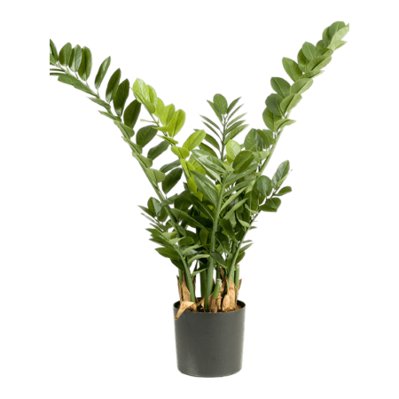 Zamioculcas 90 cm
