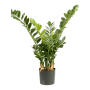 Zamioculcas 90 cm