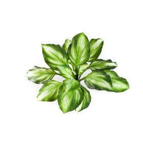 Hosta bush 55 cm
