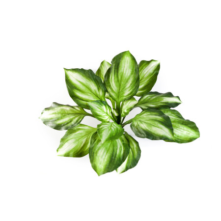 Hosta bush 55 cm
