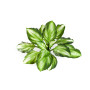 Hosta bush 55 cm