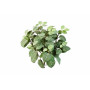 Fitonia 35 cm