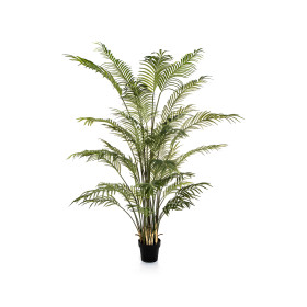 Palma Forest Areka 205 cm