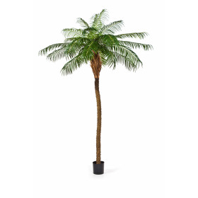 Palma Phoenix De Luxe od 225 do 280cm