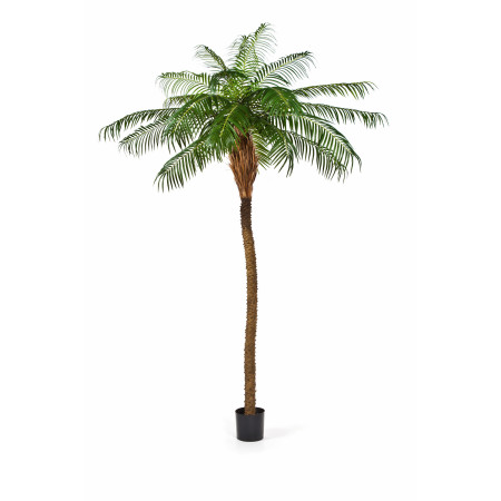 Palma Phoenix De Luxe od 225 do 280cm