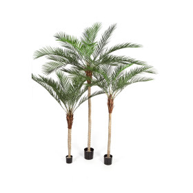 Palma Phoenix 180cm do 240cm UV