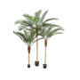 Palma Phoenix 180cm do 240cm