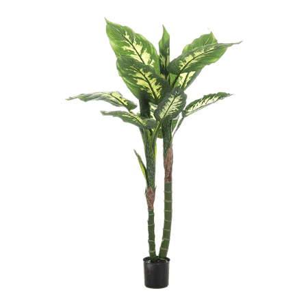 Difenbachia 120cm