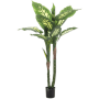 Difenbachia 120cm