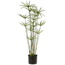 Cyperus 120 cm