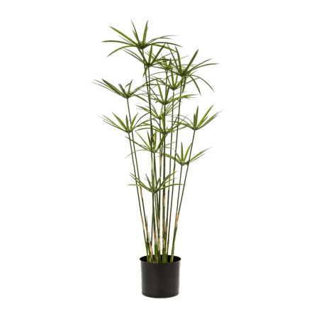 Cyperus 75 cm