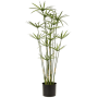 Cyperus 75 cm