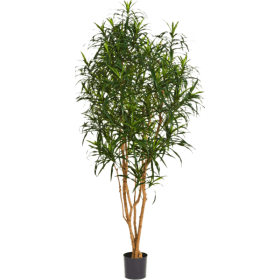 Dracena Anita 180 cm