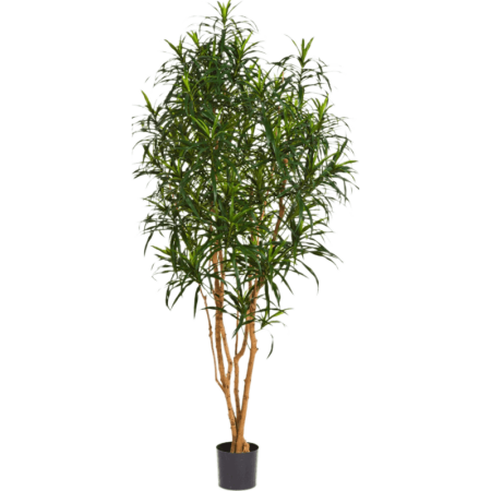 Dracena Anita 180 cm