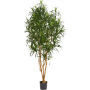 Dracena Anita 180 cm