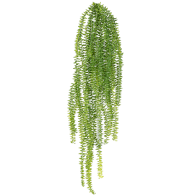 Paproć wisząca 70 cm