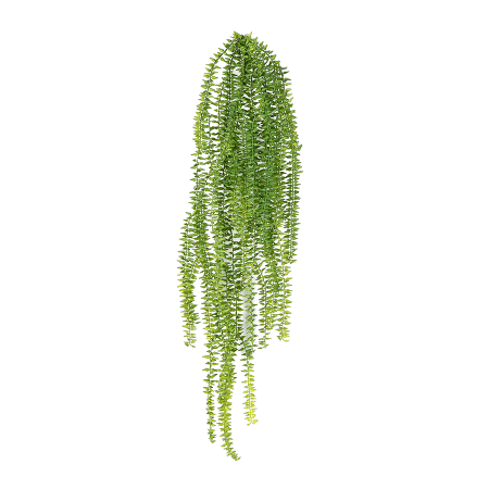 Paproć wisząca 70 cm