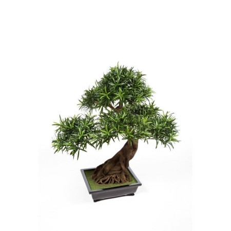 Podocarpus Bonsai 80 cm