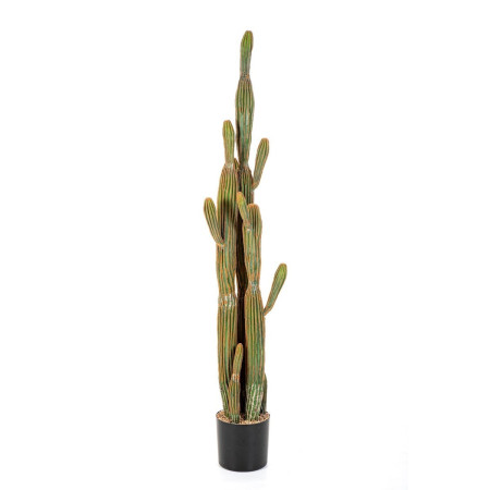 Kaktus Kolumnowy 150 cm