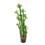 Kaktus Wilczomlecz 118 cm