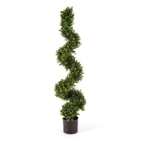 Bukszpan Drzewo Spiralne 135 cm