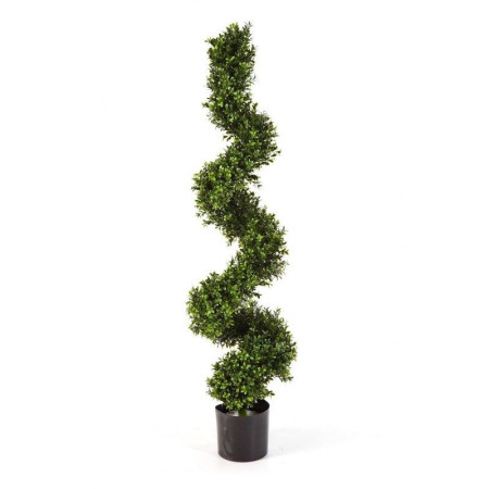 Bukszpan Drzewo Spiralne 135 cm