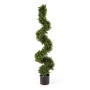 Bukszpan Drzewo Spiralne 135 cm