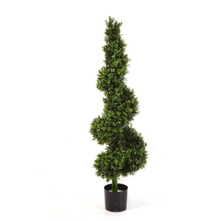Bukszpan Królewskie Drzewo Spiralne 135 cm