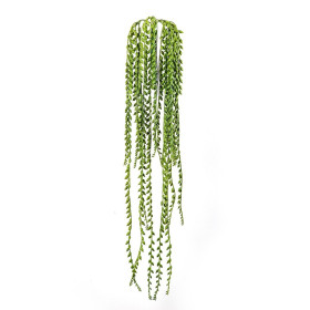Wiszący krzew Senecio ognioodporny 85 cm