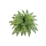 Krzew paproci Athyrium 90 cm