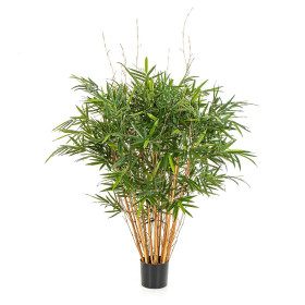 Królewski Bambus Jamaica 125 cm