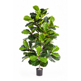 Fikus Lyrata Krzewiasty Krzew 130 cm
